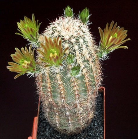 Echinocereus_chloranthus_1